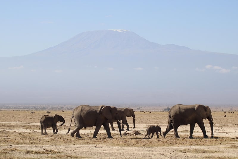African Savannah