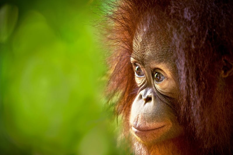 Borneo Rainforest